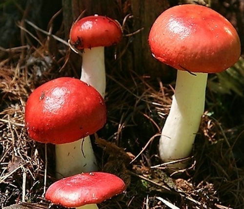 如何辨别红蘑菇的真假